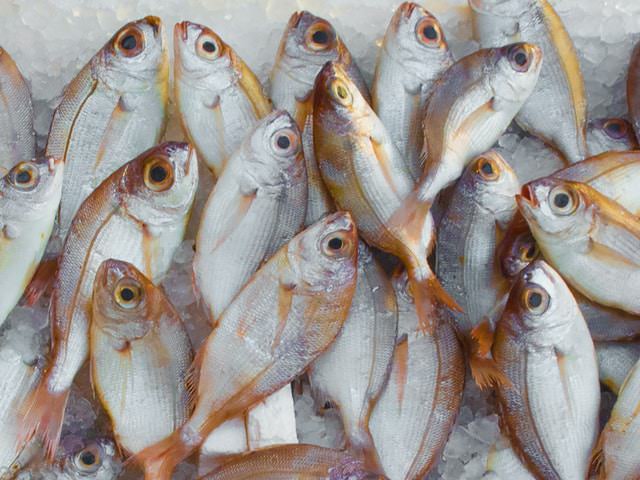 pesca responsable