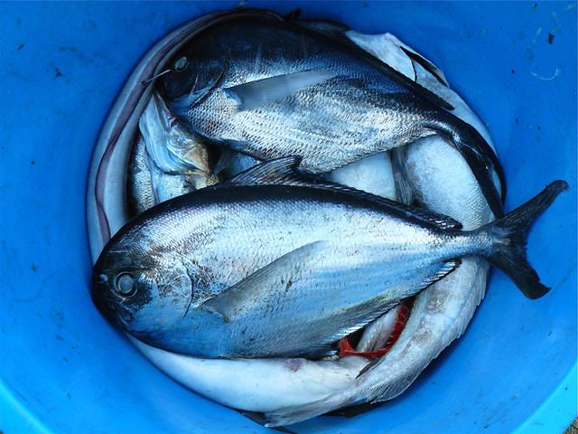 comprar pescado fresco