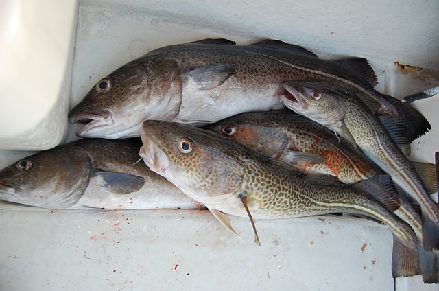 Bacalao en temporada de invierno
